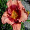 Hemerocallis Dan Mahony